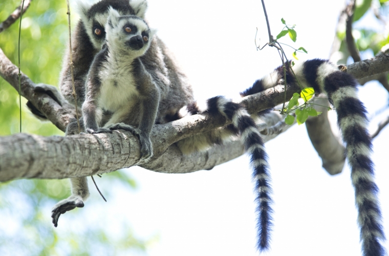 Madagaskar - ainulaadne loodusreis, puhkus Mauritiusel