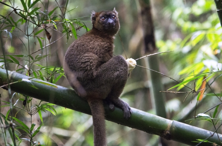 Madagaskar - ainulaadne loodusreis, puhkus Mauritiusel