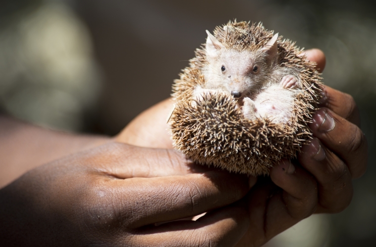 Madagaskar - ainulaadne loodusreis, puhkus Mauritiusel