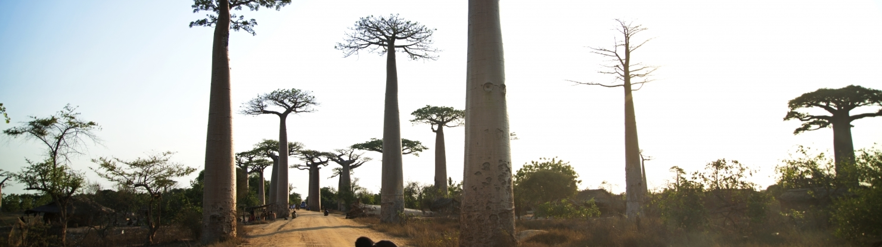 Madagaskar - ainulaadne loodusreis, puhkus Mauritiusel